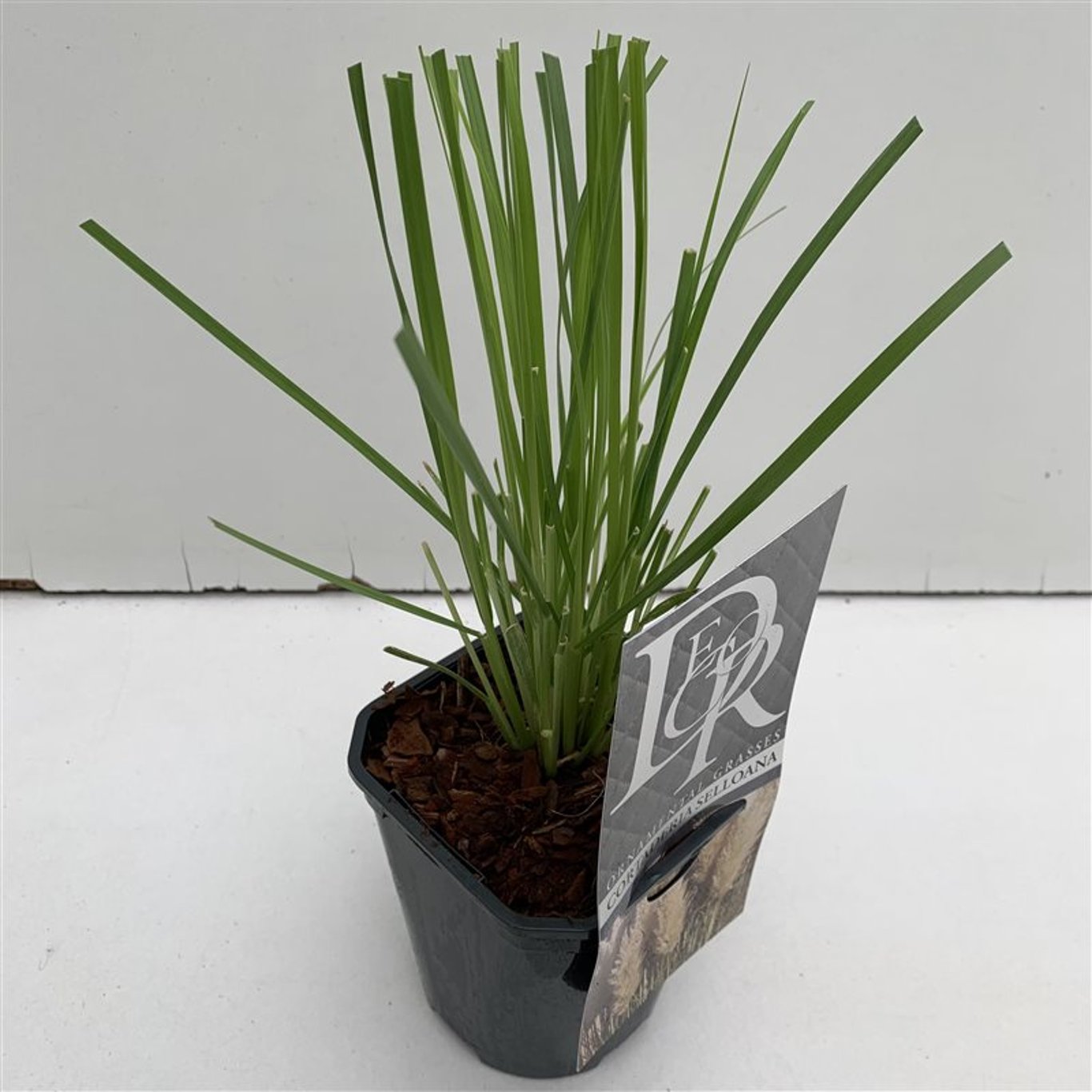 Cortaderia selloana - C1